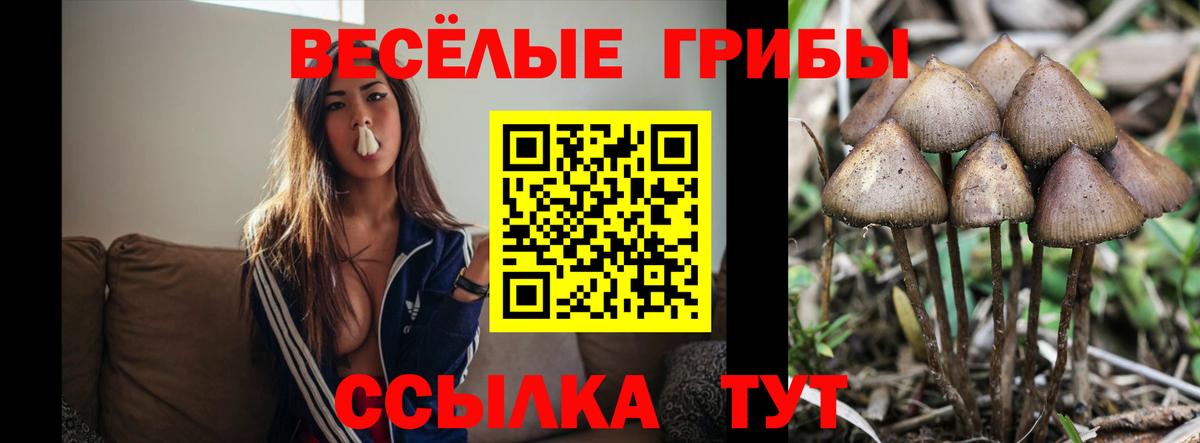 Псилоцибиновые грибы мухоморы Балтийск